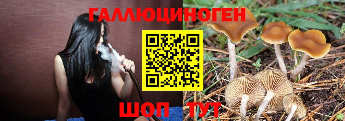 Псилоцибиновые грибы Psilocybe  Вход с VPN  Киров  Псилоцибиновые грибы мицелий 